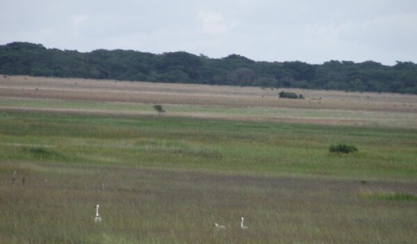 Rasmsa Sites - Grasslands